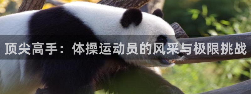 意昂2平台登录：顶尖高手：体操运动员的风采与极限挑战